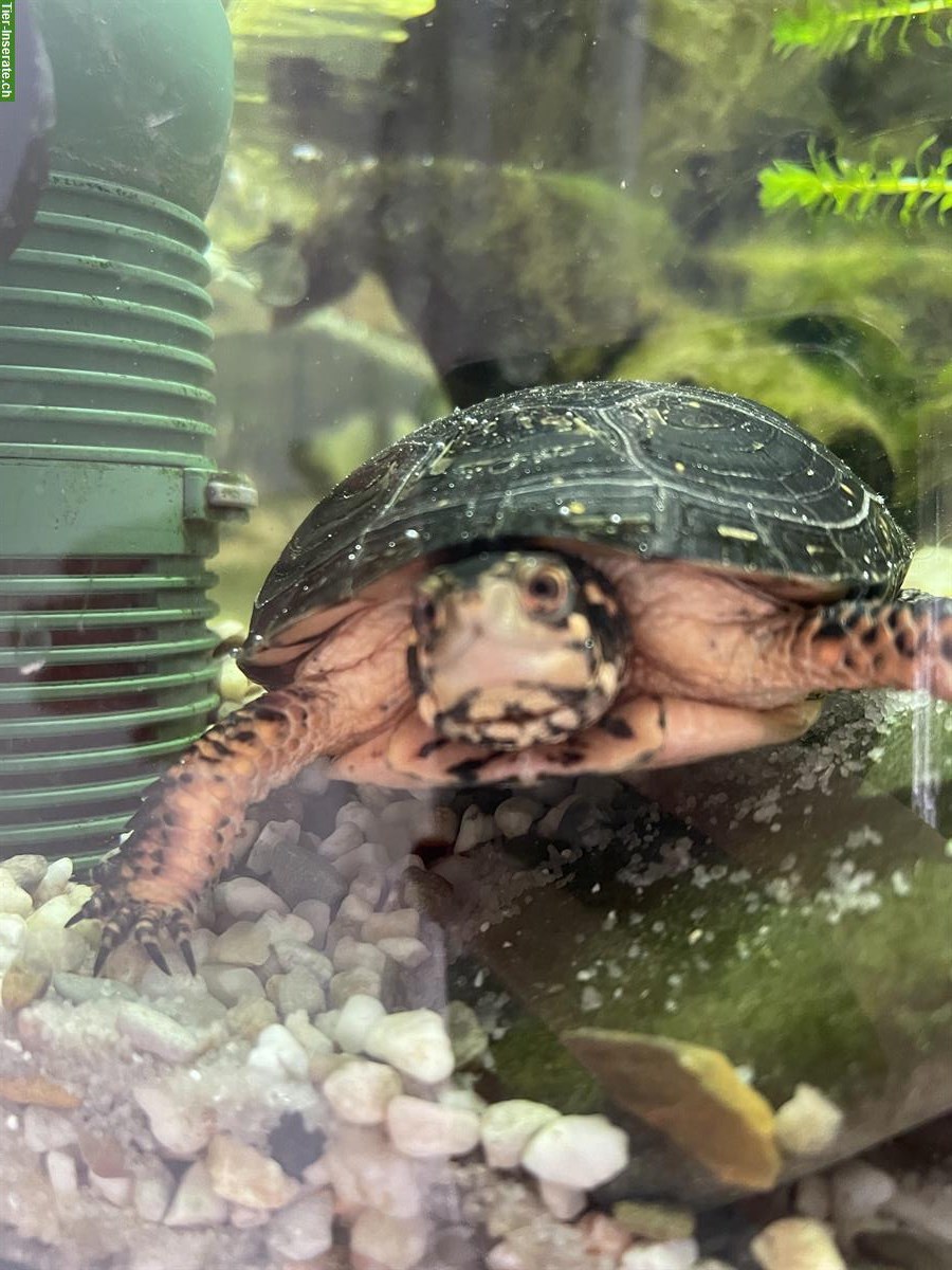 Bild 4: Tropfenschildkröte (Clemmys guttata) zu verkaufen