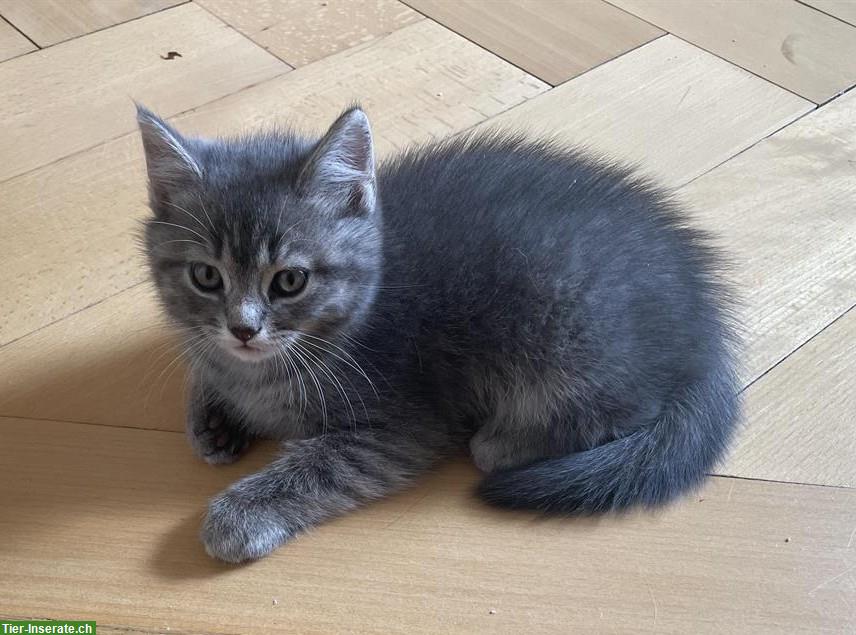 Kitten sucht ein Zuhause, BKH x EHK/sibirische Waldkatze Mix