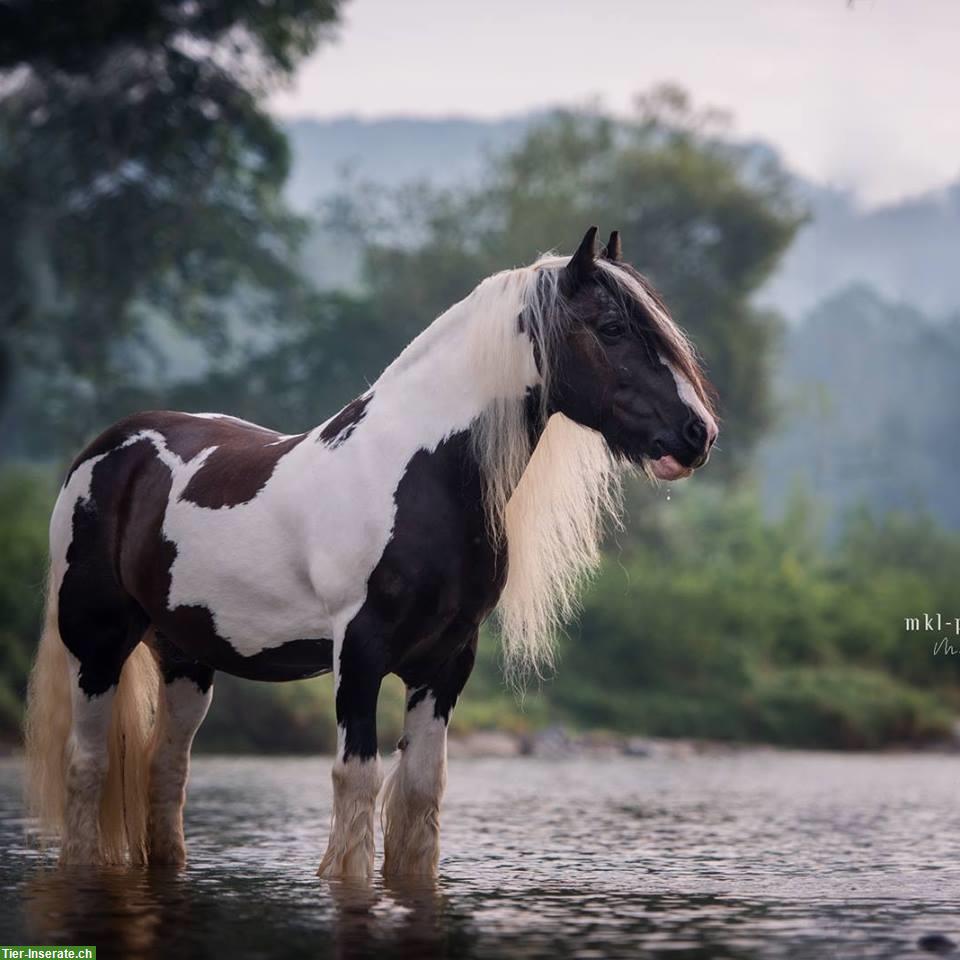 Pflege-/Reitbeteiligung auf Verlasspferd in Hakab/Nürensdorf ZH