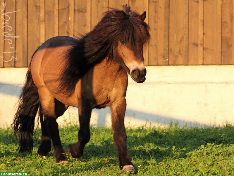 Bild 2: Pflege-/Reitbeteiligung auf Verlasspferd und/oder Verlass-Shetty