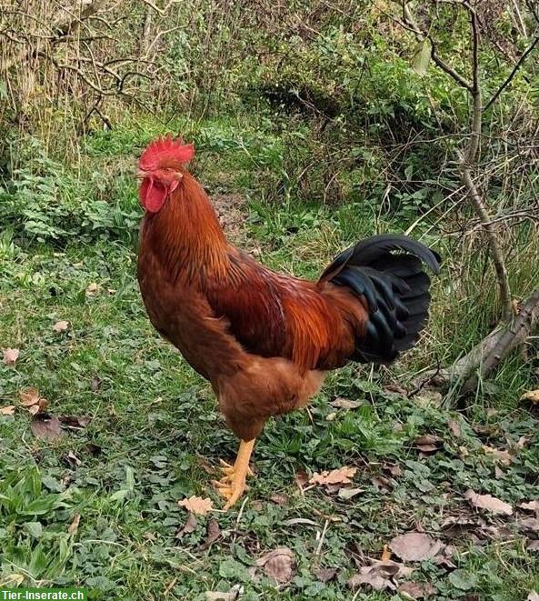 Hähne gratis abzugeben, verschiedene Farben und Rassen