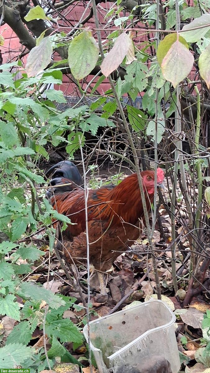 Bild 2: Hähne gratis abzugeben, verschiedene Farben und Rassen