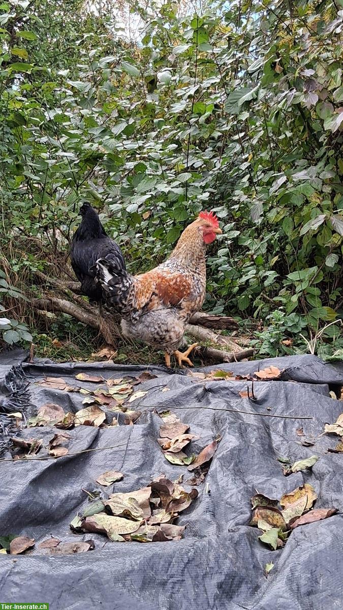 Bild 3: Hähne gratis abzugeben, verschiedene Farben und Rassen