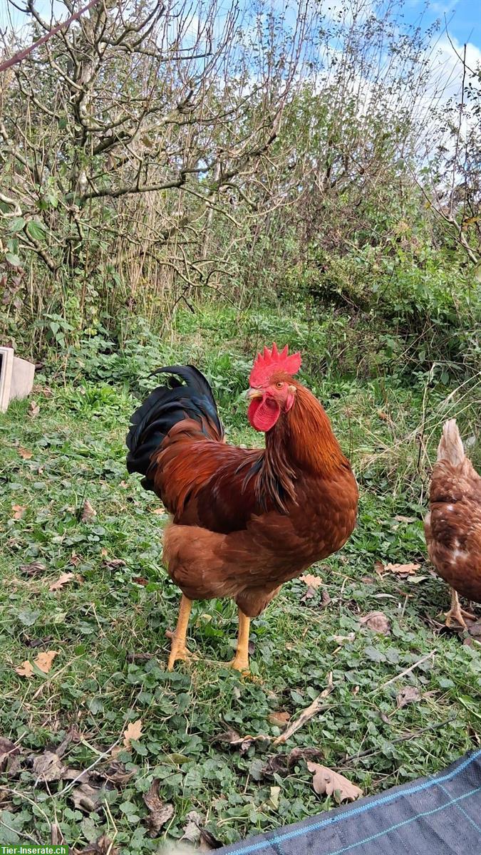 Bild 4: Hähne gratis abzugeben, verschiedene Farben und Rassen