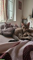 4 Bengal-Mix Kitten suchen ein liebes Zuhause