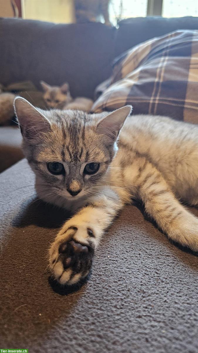 Bild 2: 4 Bengal-Mix Kitten suchen ein liebes Zuhause