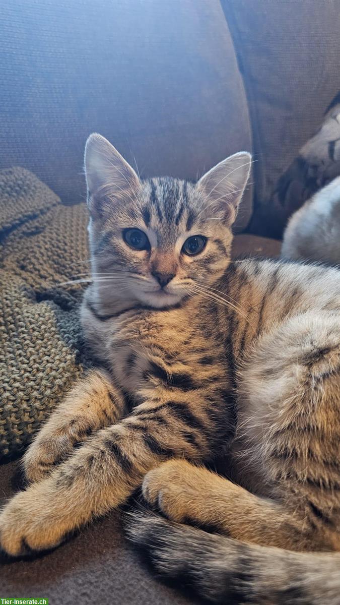 Bild 3: 4 Bengal-Mix Kitten suchen ein liebes Zuhause