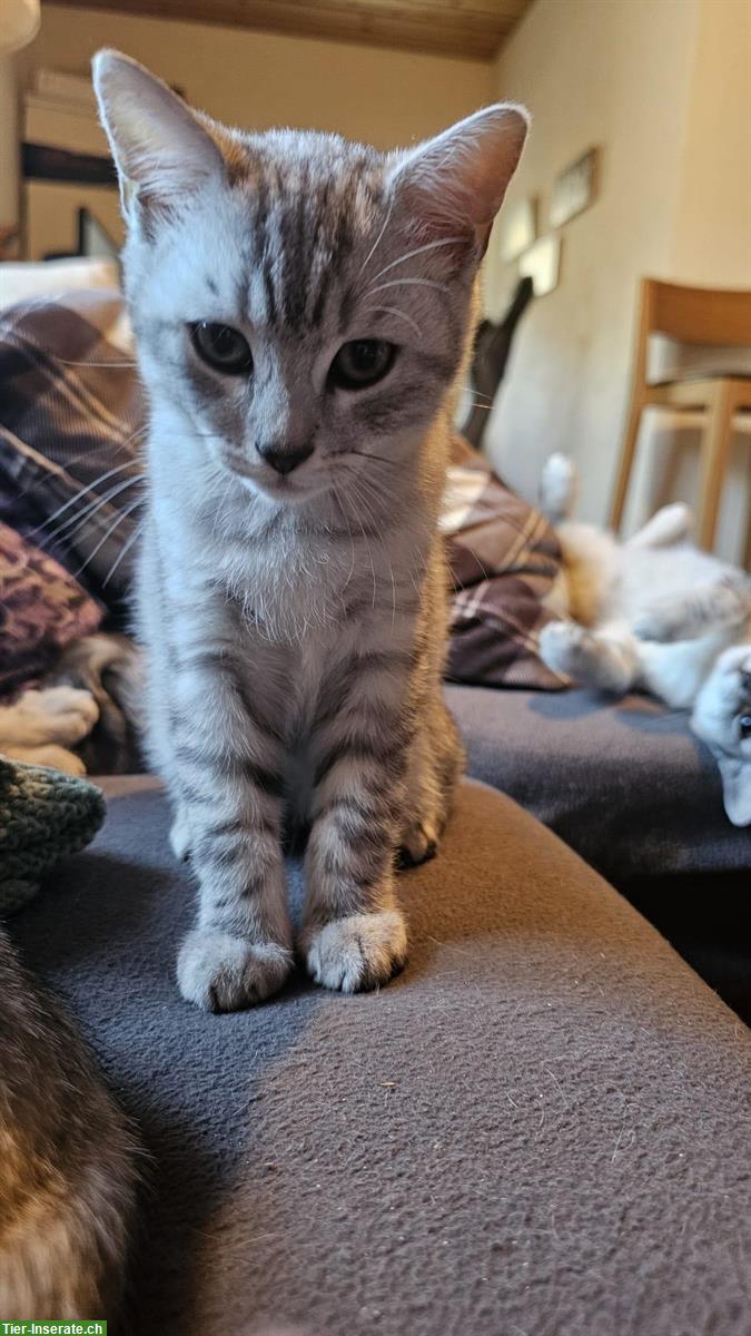 Bild 4: 4 Bengal-Mix Kitten suchen ein liebes Zuhause