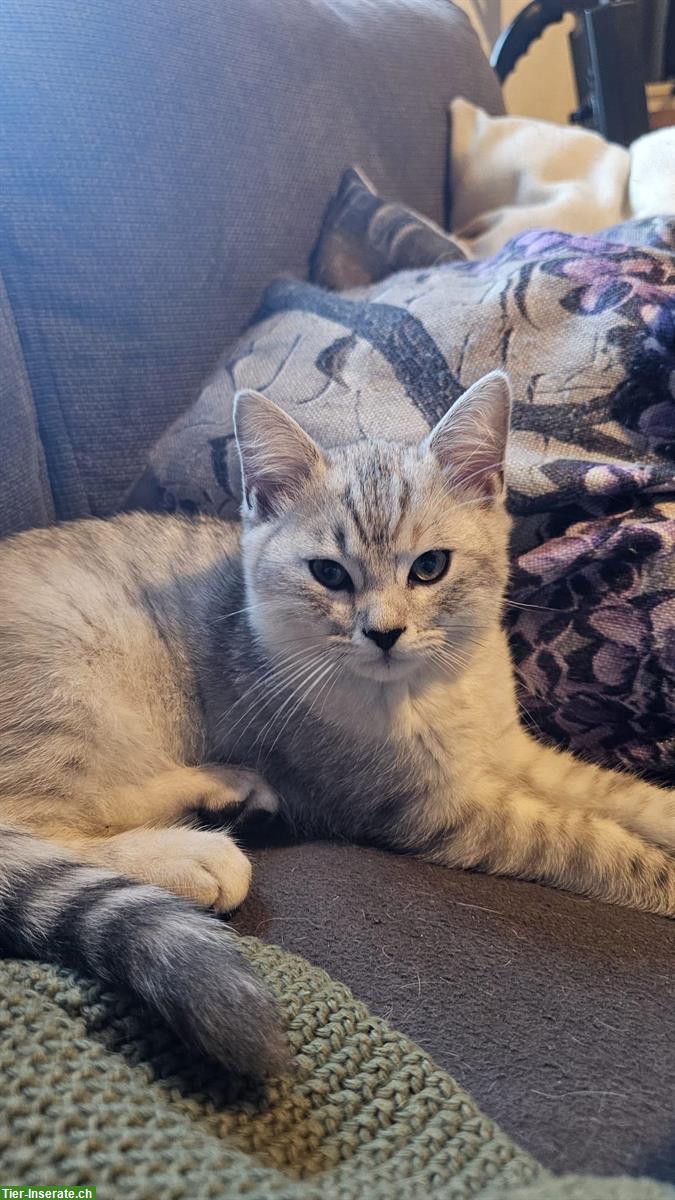 Bild 5: 4 Bengal-Mix Kitten suchen ein liebes Zuhause