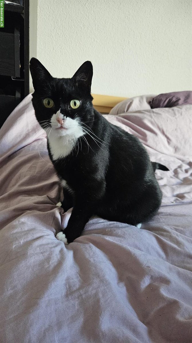 Liebevolle Kätzin sucht ruhiges Zuhause mit Garten