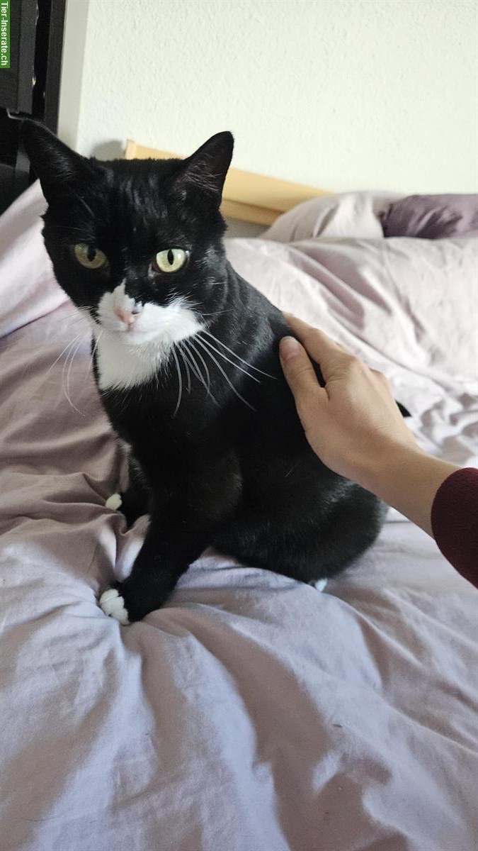 Bild 2: Liebevolle Kätzin sucht ruhiges Zuhause mit Garten