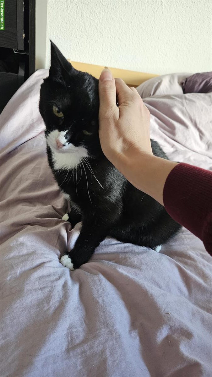 Bild 3: Liebevolle Kätzin sucht ruhiges Zuhause mit Garten