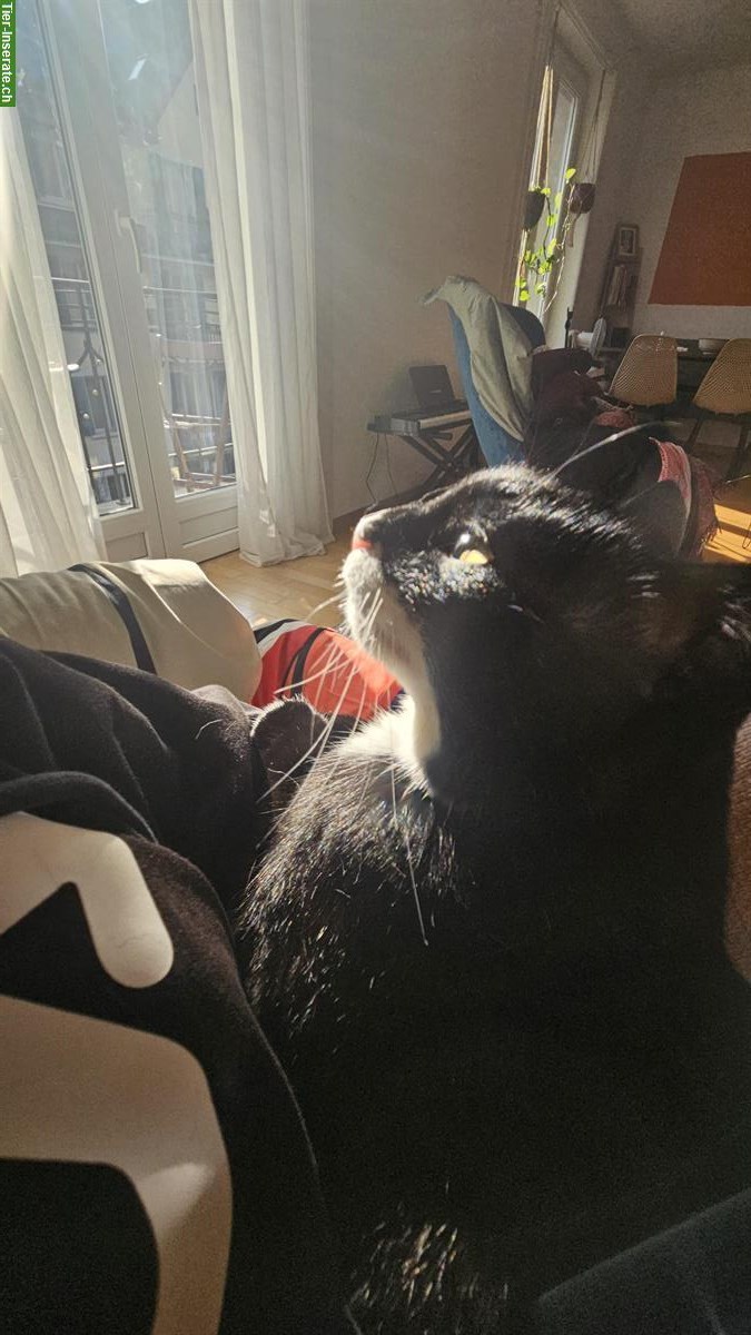 Bild 4: Liebevolle Kätzin sucht ruhiges Zuhause mit Garten