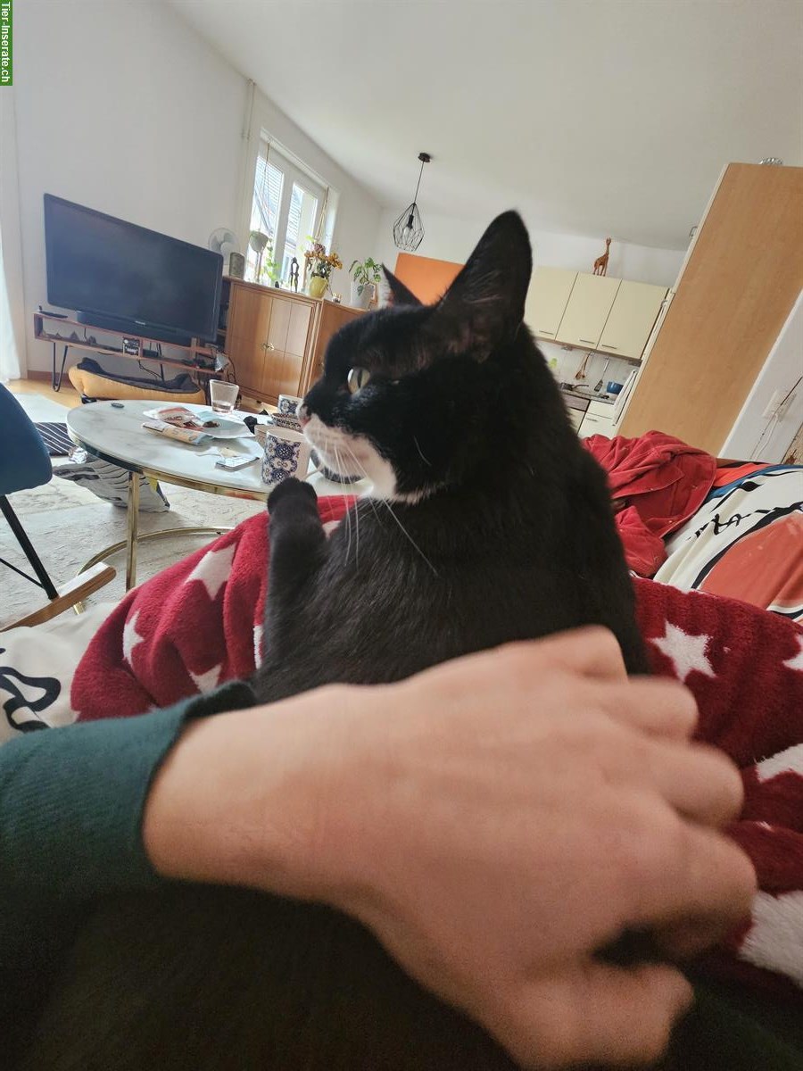 Bild 5: Liebevolle Kätzin sucht ruhiges Zuhause mit Garten