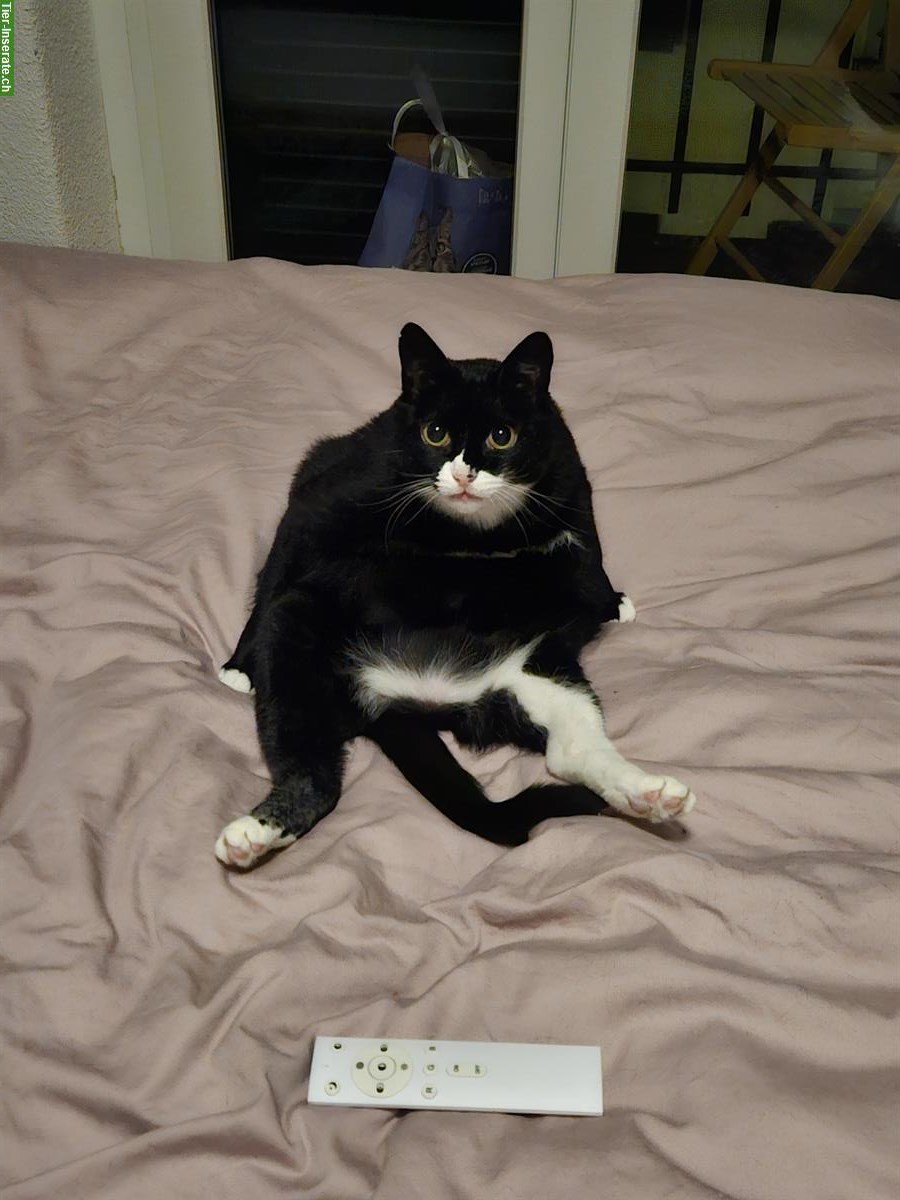 Bild 6: Liebevolle Kätzin sucht ruhiges Zuhause mit Garten