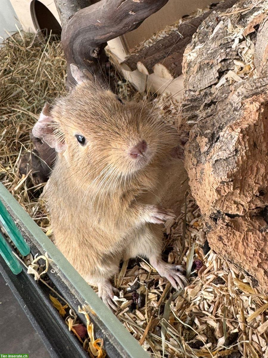 3-jähriges Degu Männchen sucht neues Zuhause