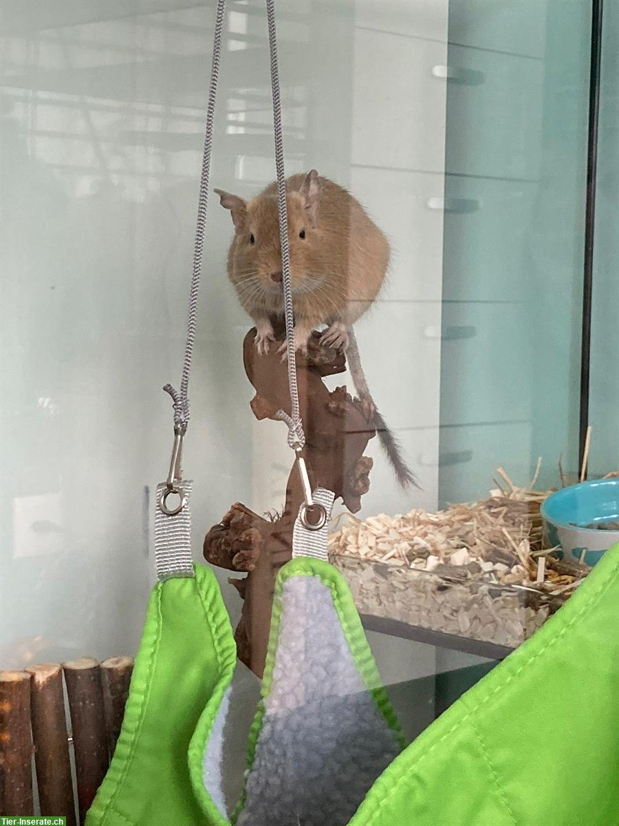 Bild 2: 3-jähriges Degu Männchen sucht neues Zuhause