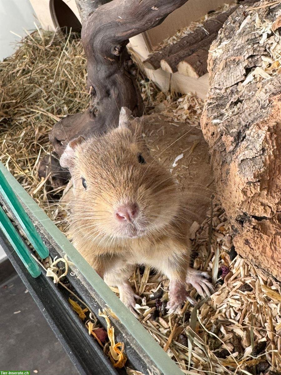 Bild 3: 3-jähriges Degu Männchen sucht neues Zuhause