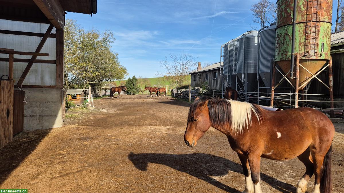 Reiten in der Natur - auch mit lieben Ponys
