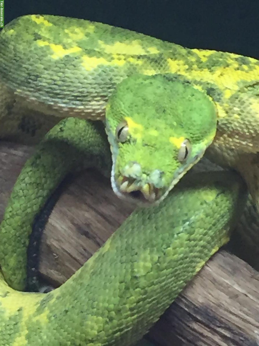 2.0 Morelia Viridis Biak + 1.0 Corrallus hortulanus + Terrarien