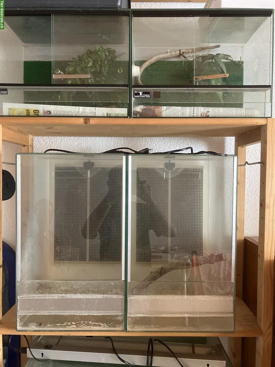 Bild 10: 2.0 Morelia Viridis Biak + 1.0 Corrallus hortulanus + Terrarien