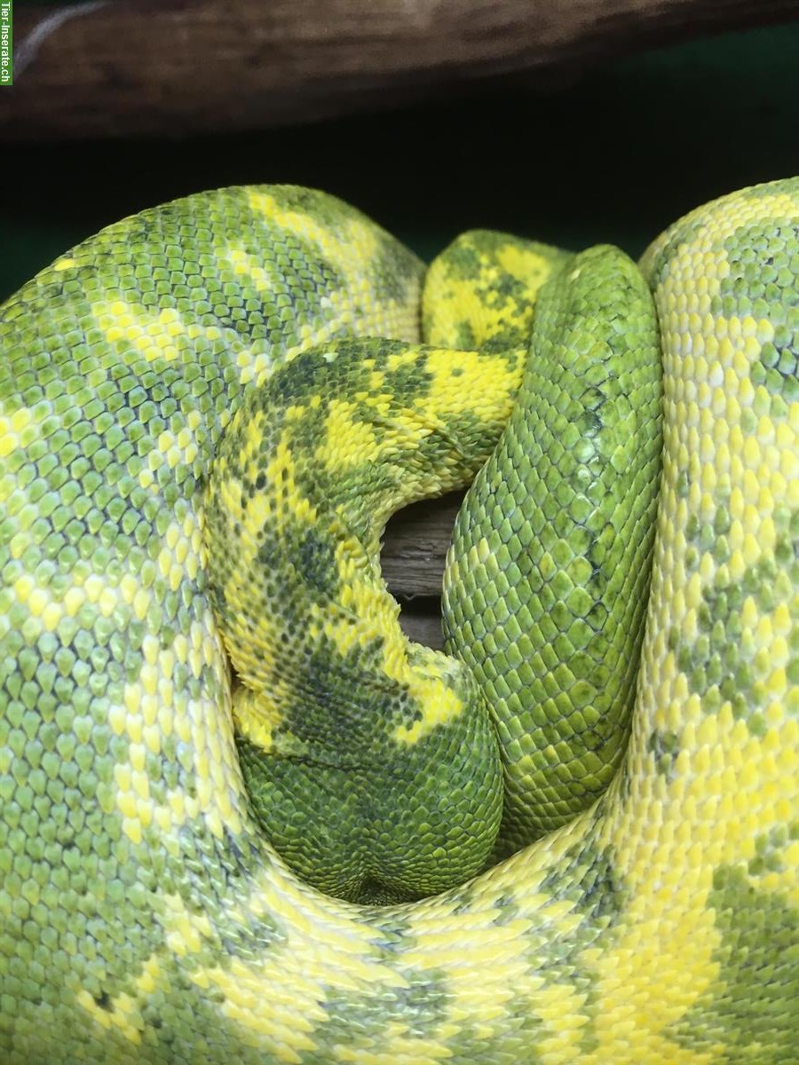 Bild 2: 2.0 Morelia Viridis Biak + 1.0 Corrallus hortulanus + Terrarien