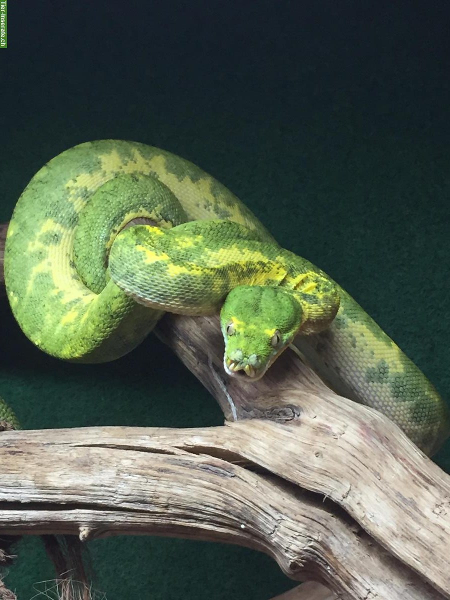 Bild 3: 2.0 Morelia Viridis Biak + 1.0 Corrallus hortulanus + Terrarien