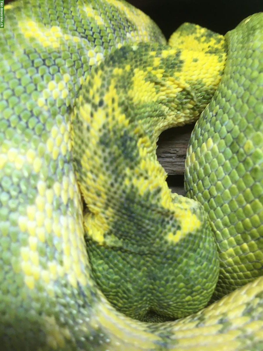 Bild 4: 2.0 Morelia Viridis Biak + 1.0 Corrallus hortulanus + Terrarien