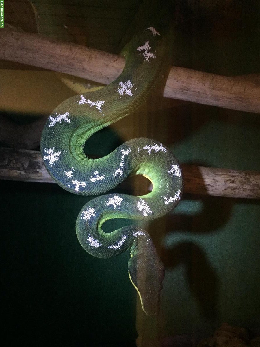 Bild 5: 2.0 Morelia Viridis Biak + 1.0 Corrallus hortulanus + Terrarien