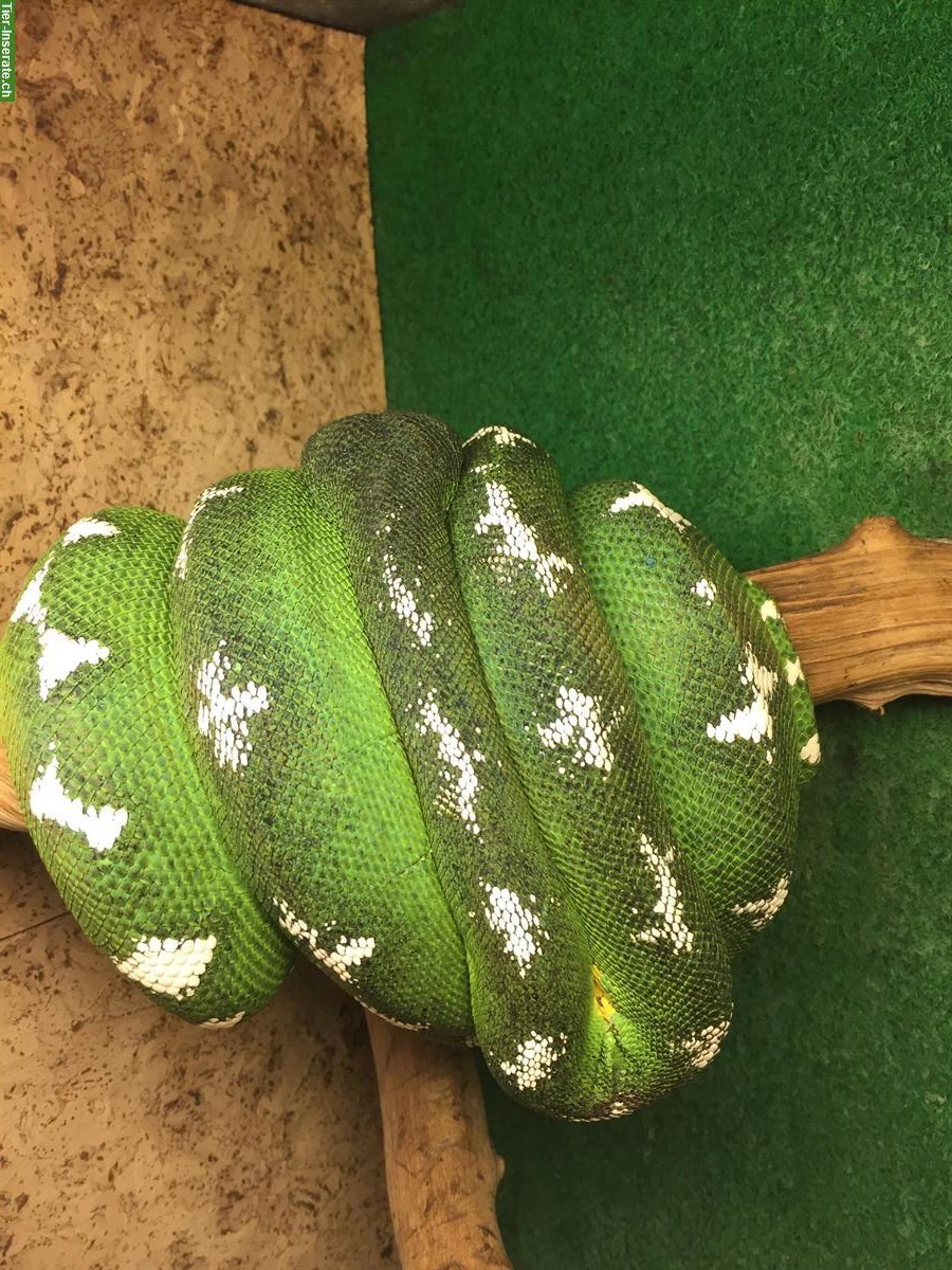 Bild 6: 2.0 Morelia Viridis Biak + 1.0 Corrallus hortulanus + Terrarien