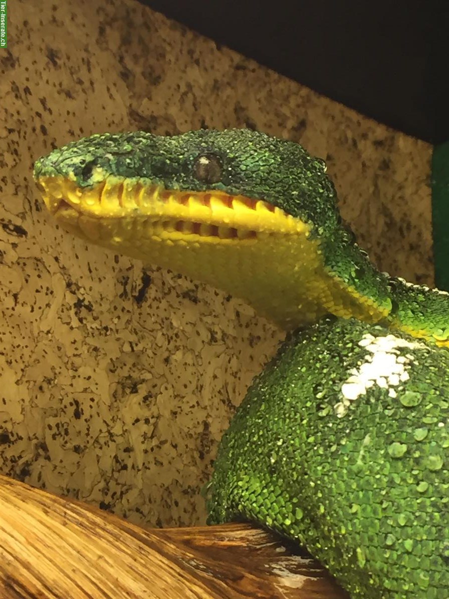 Bild 7: 2.0 Morelia Viridis Biak + 1.0 Corrallus hortulanus + Terrarien