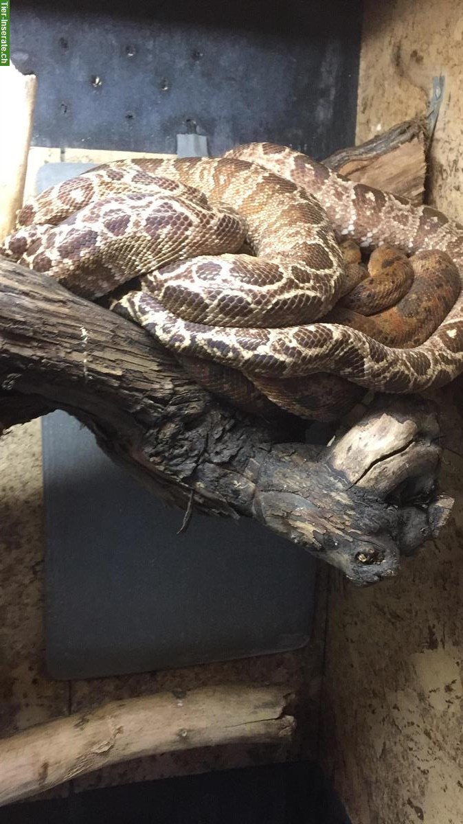 Bild 8: 2.0 Morelia Viridis Biak + 1.0 Corrallus hortulanus + Terrarien