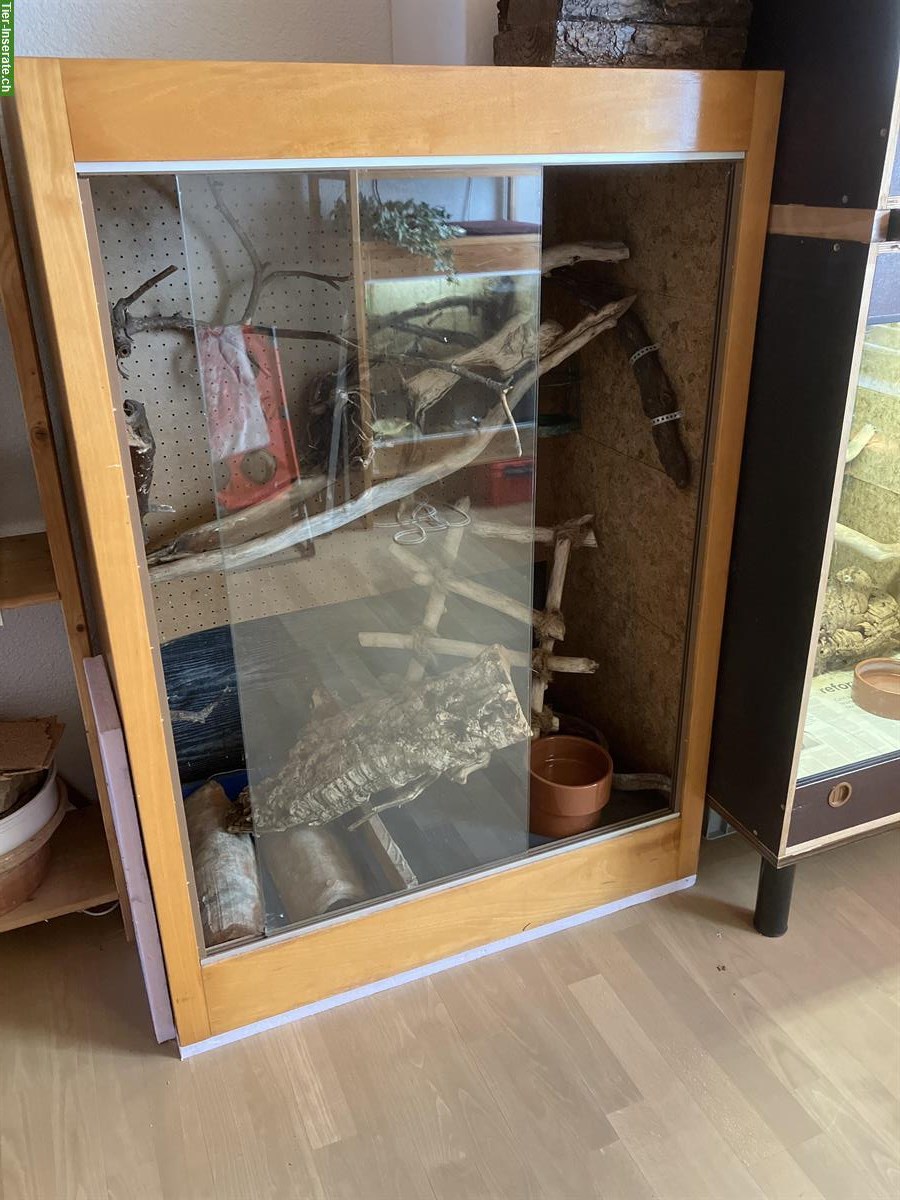 Bild 9: 2.0 Morelia Viridis Biak + 1.0 Corrallus hortulanus + Terrarien