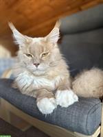 Maine Coon Deckkater mit FFH Stammbaum