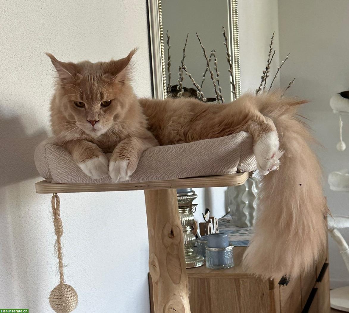 Bild 2: Maine Coon Deckkater mit FFH Stammbaum