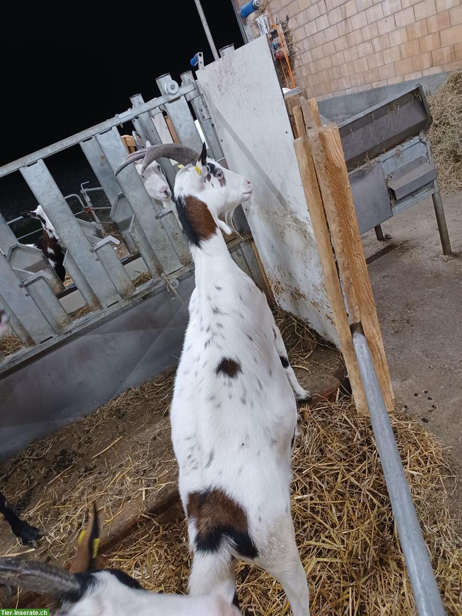 Bild 2: Tauernscheckenziegen zu verkaufen, trächtig, herdebuchgeführt