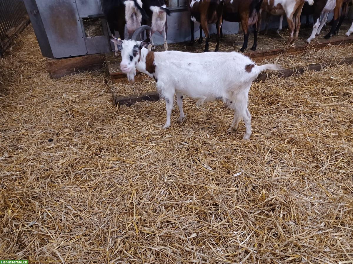 Bild 3: Tauernscheckenziegen zu verkaufen, trächtig, herdebuchgeführt