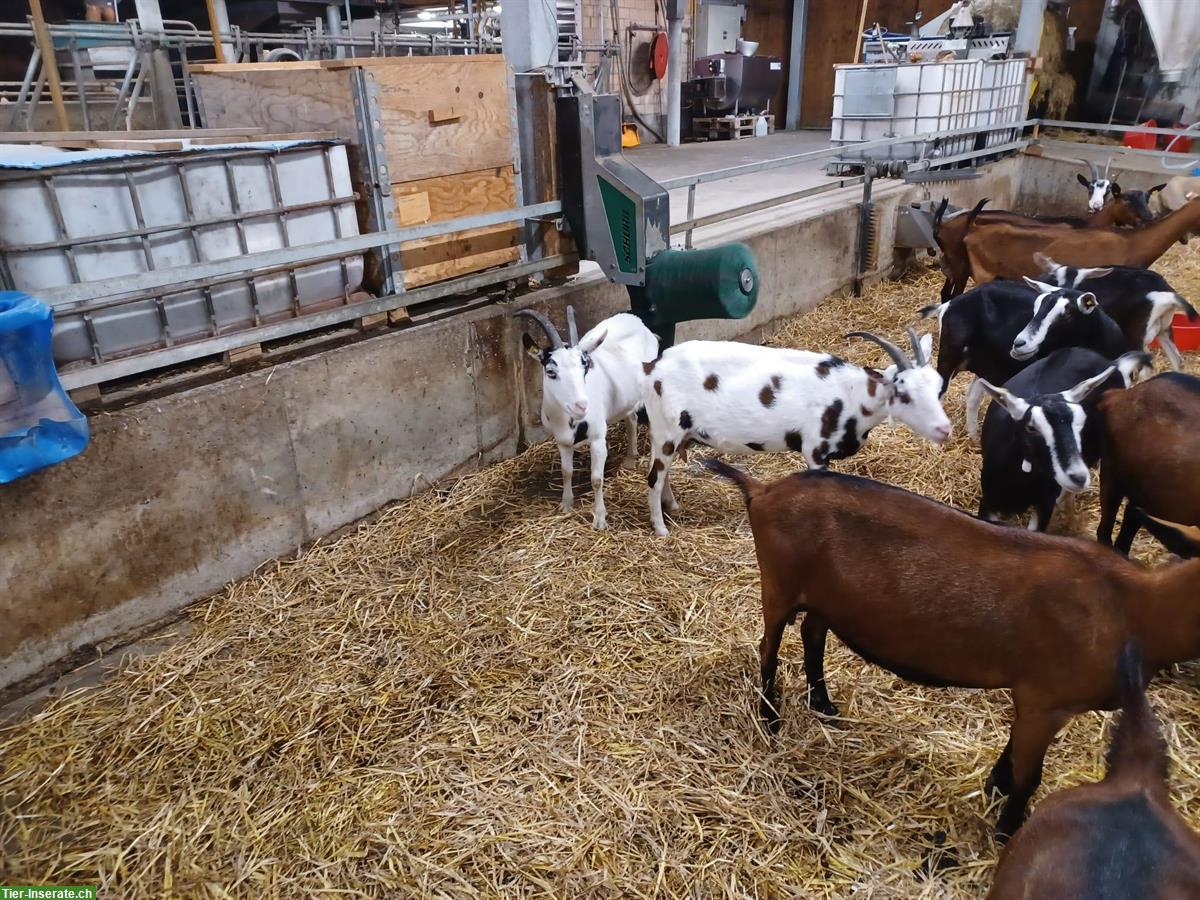 Bild 4: Tauernscheckenziegen zu verkaufen, trächtig, herdebuchgeführt