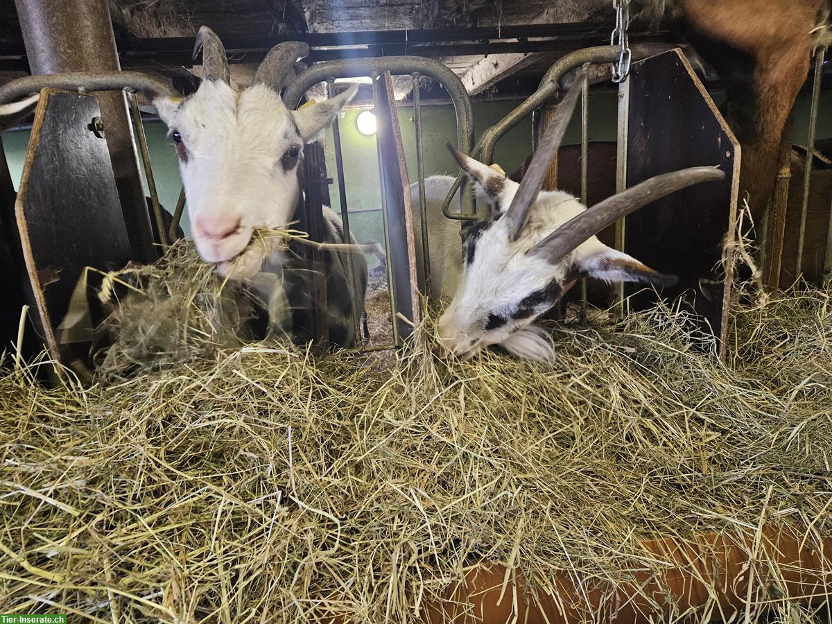 Bild 5: Tauernscheckenziegen zu verkaufen, trächtig, herdebuchgeführt