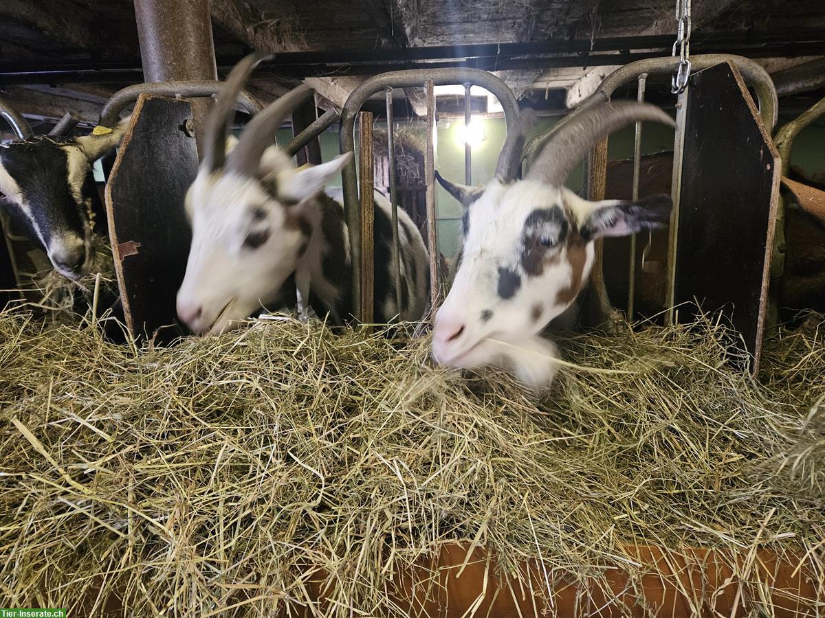 Bild 6: Tauernscheckenziegen zu verkaufen, trächtig, herdebuchgeführt