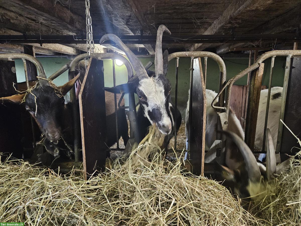 Bild 7: Tauernscheckenziegen zu verkaufen, trächtig, herdebuchgeführt