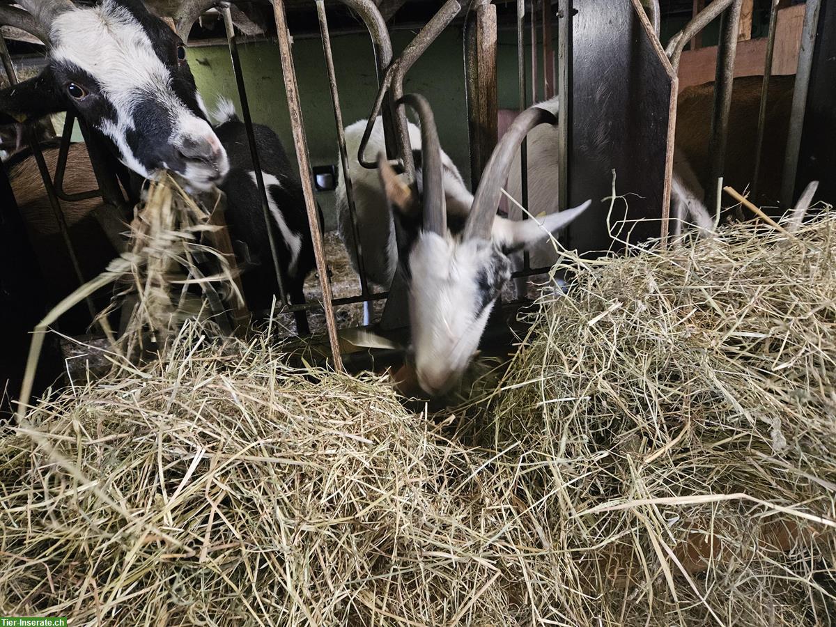 Bild 8: Tauernscheckenziegen zu verkaufen, trächtig, herdebuchgeführt