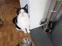 1.5-jähriger Kater, kastriert sucht dringendst Lebensplatz