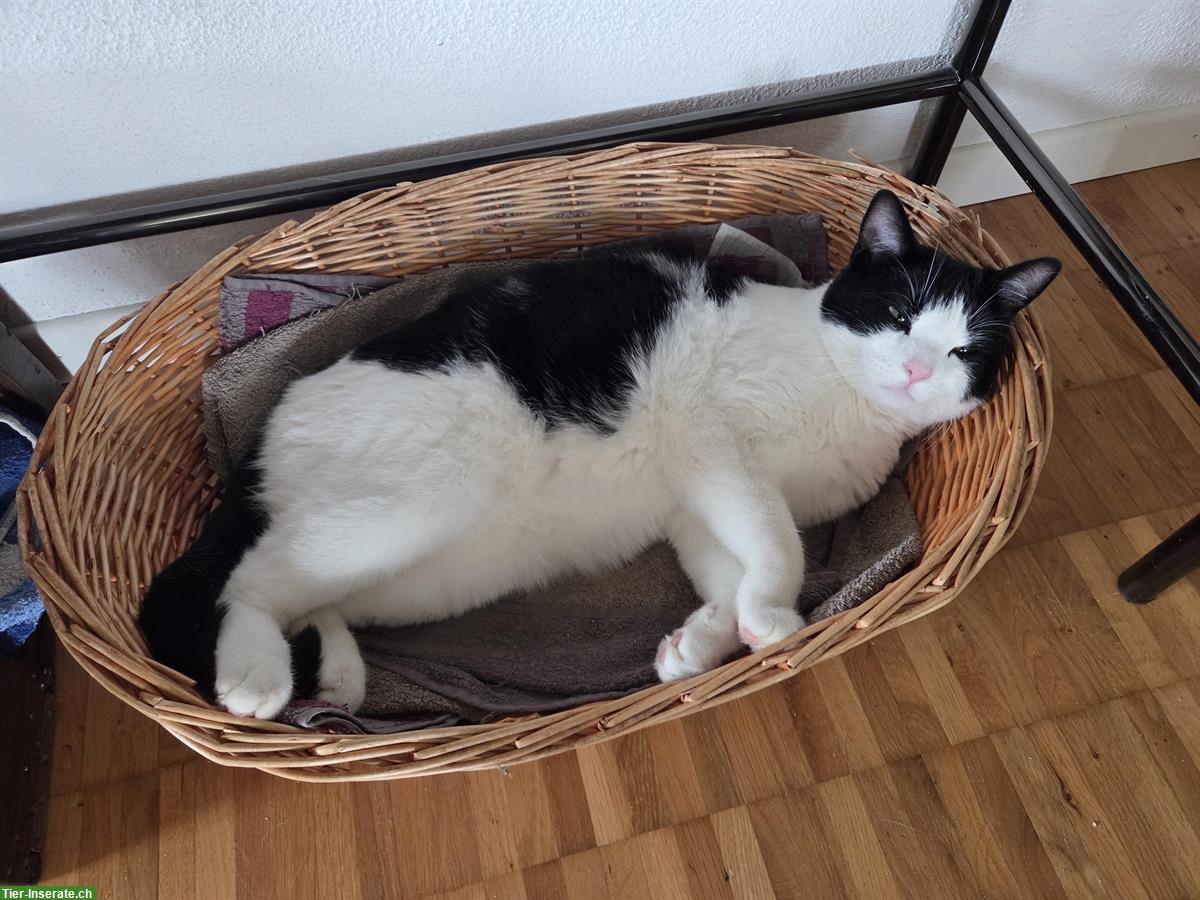 Bild 2: 1.5-jähriger Kater, kastriert sucht dringendst Lebensplatz