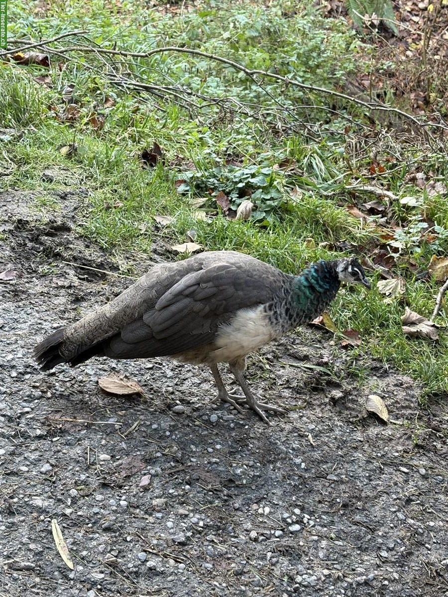 Blauer Pfau, Henne zu verkaufen