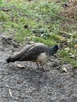 Blauer Pfau, Henne zu verkaufen