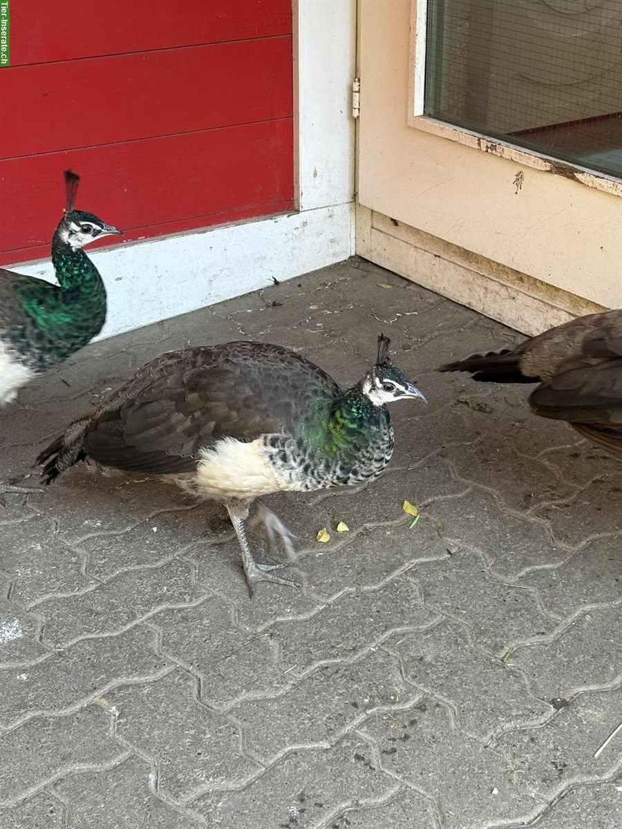 Bild 2: Blauer Pfau, Henne zu verkaufen