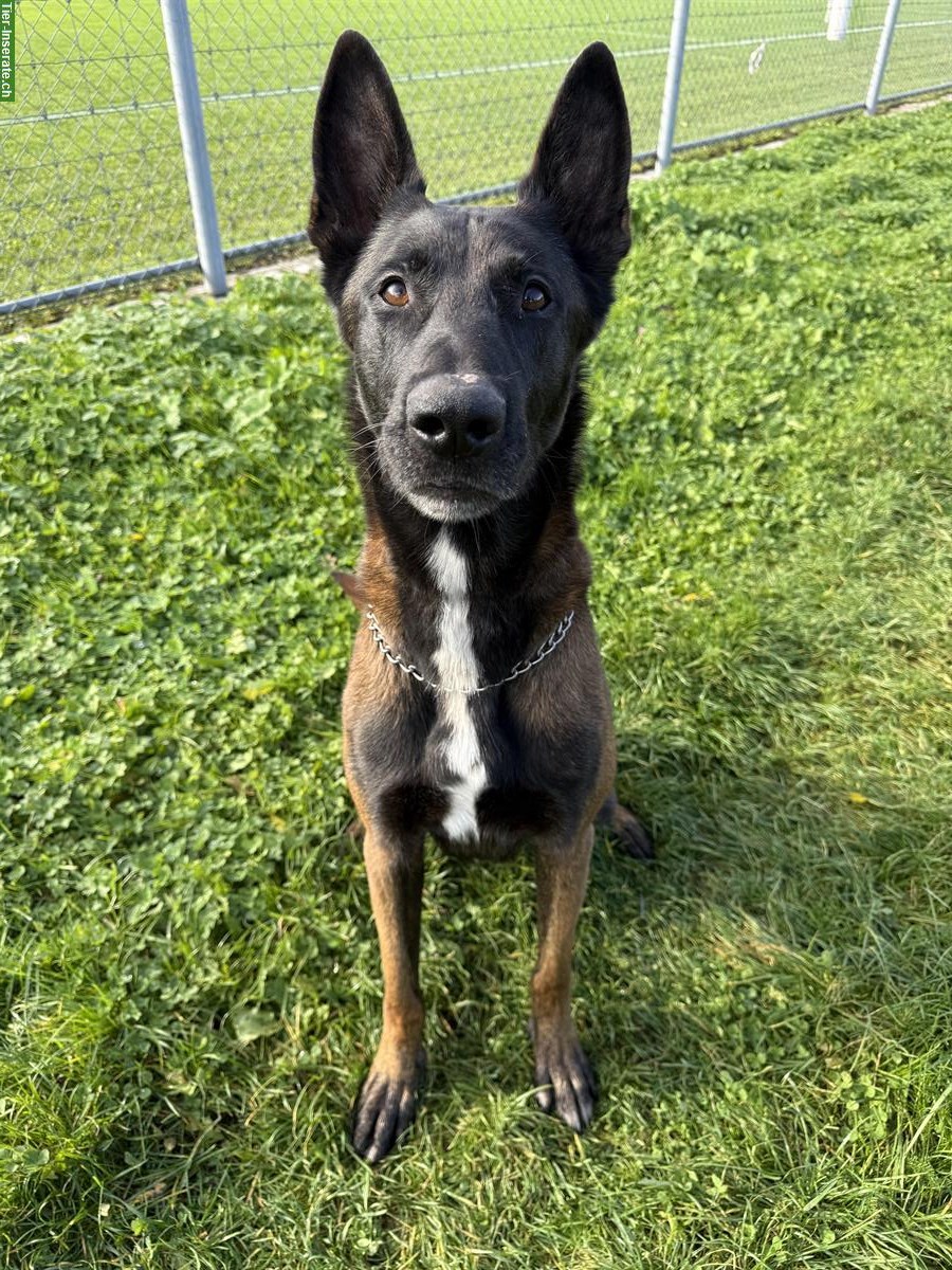 Malinois Rüde mit FCI-Stammbaum, 7-jährig, für erfahrene Halter