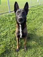 Malinois Rüde mit FCI-Stammbaum, 7-jährig, für erfahrene Halter