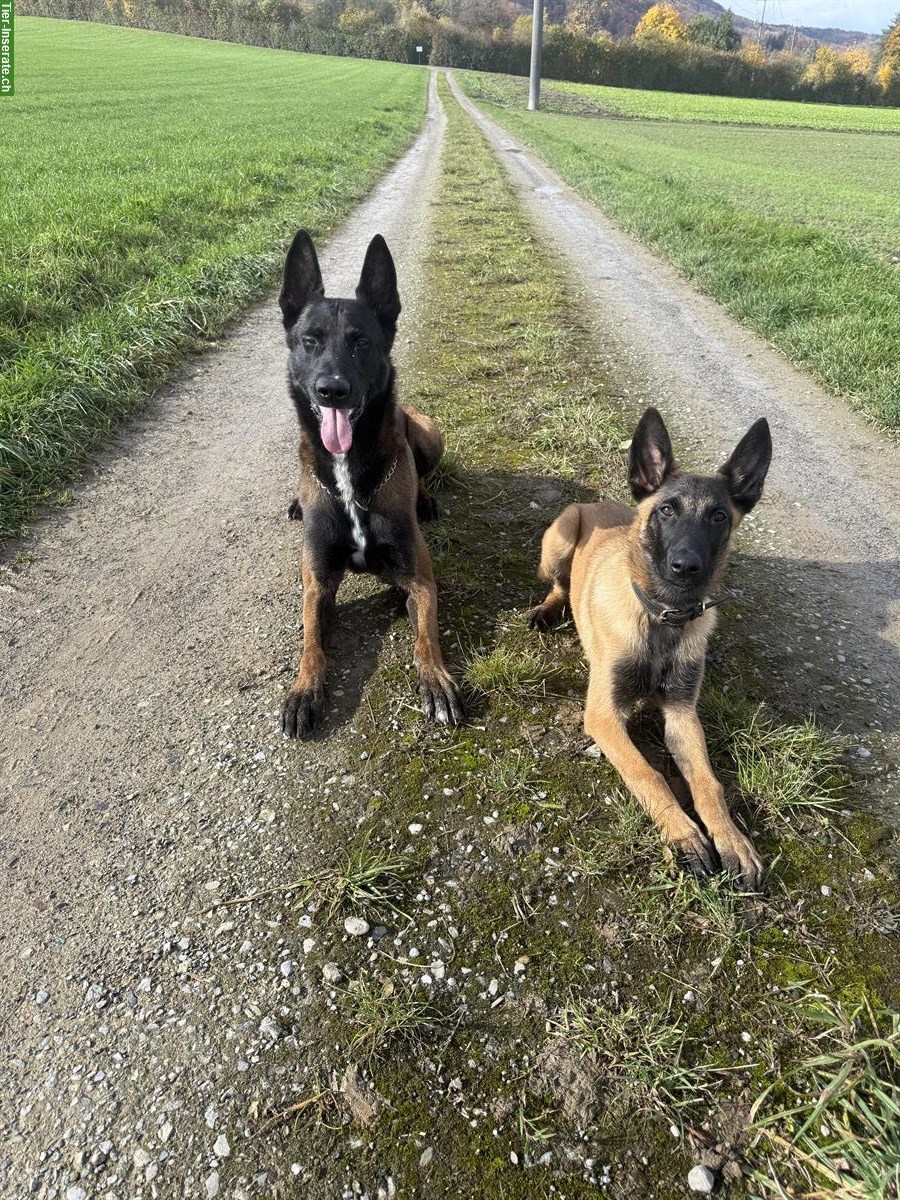 Bild 2: Malinois Rüde mit FCI-Stammbaum, 7-jährig, für erfahrene Halter